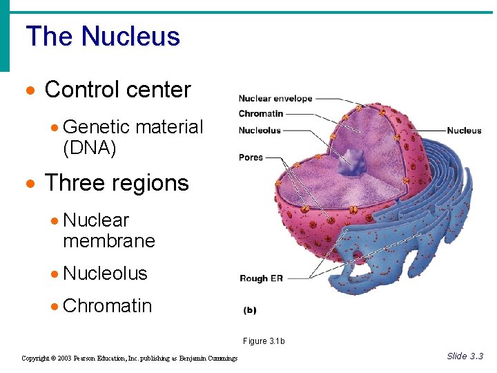 The Nucleus · Control center · Genetic material (DNA) · Three regions · Nuclear
