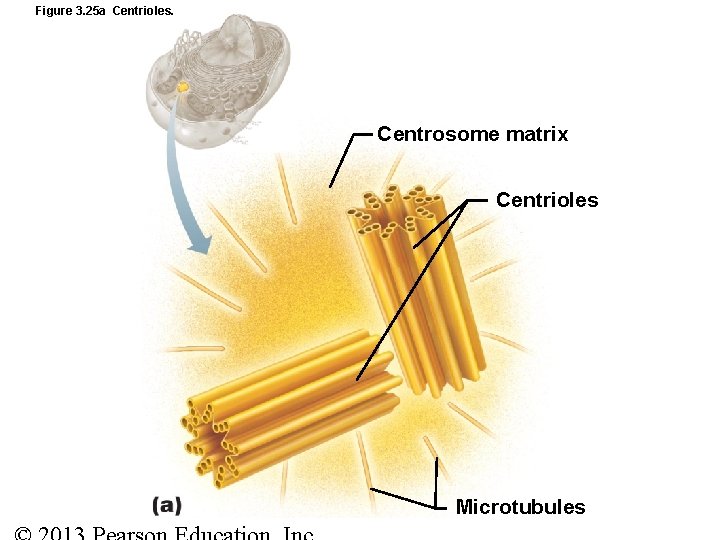 Figure 3. 25 a Centrioles. Centrosome matrix Centrioles Microtubules 