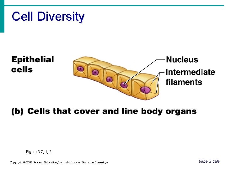 Cell Diversity Figure 3. 7; 1, 2 Copyright © 2003 Pearson Education, Inc. publishing