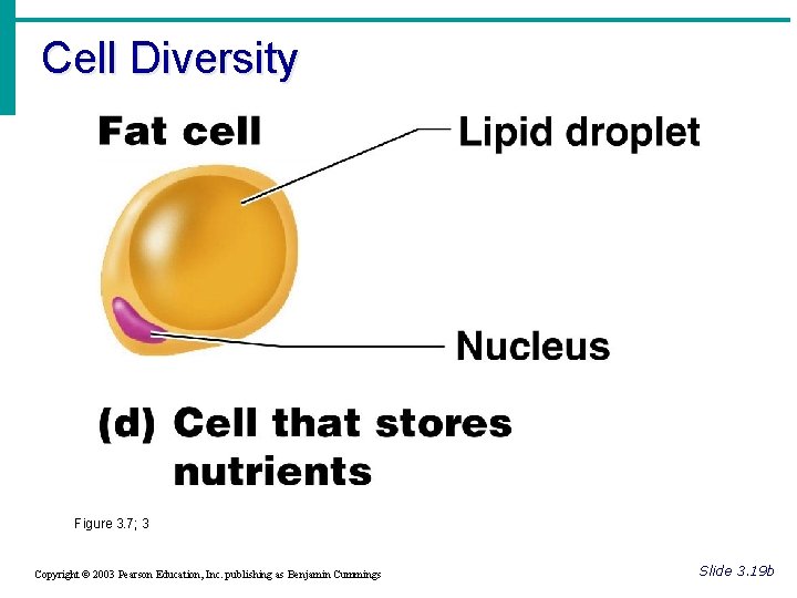 Cell Diversity Figure 3. 7; 3 Copyright © 2003 Pearson Education, Inc. publishing as