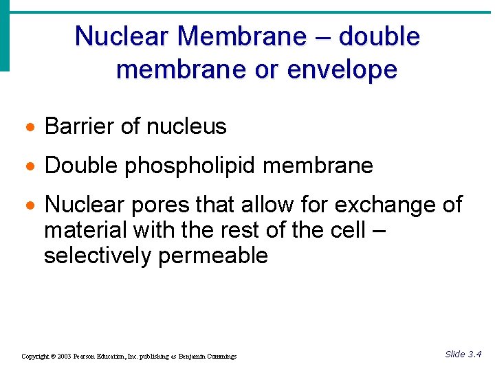 Nuclear Membrane – double membrane or envelope · Barrier of nucleus · Double phospholipid