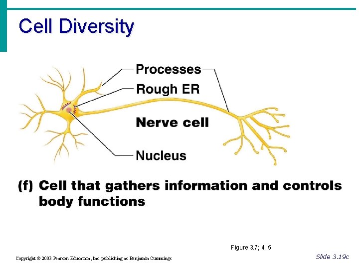 Cell Diversity Figure 3. 7; 4, 5 Copyright © 2003 Pearson Education, Inc. publishing