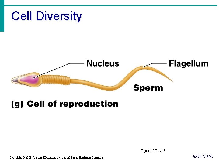 Cell Diversity Figure 3. 7; 4, 5 Copyright © 2003 Pearson Education, Inc. publishing
