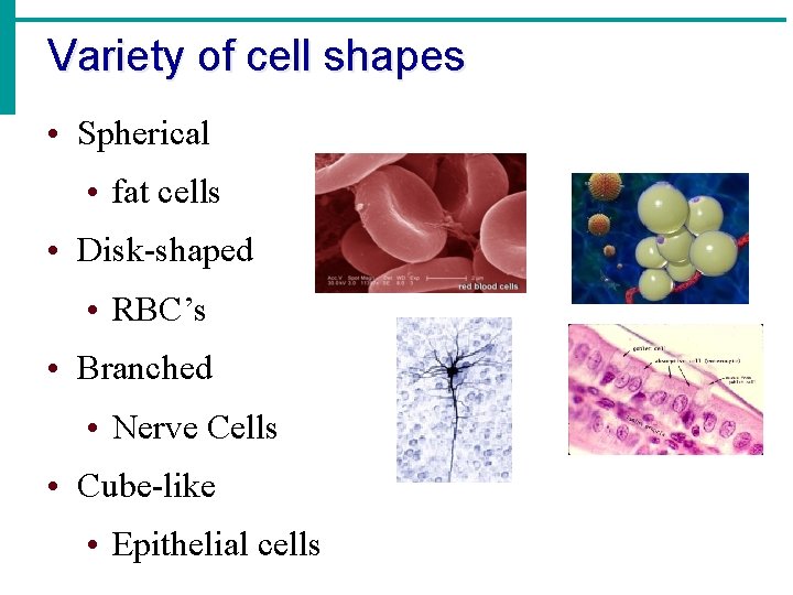 Variety of cell shapes • Spherical • fat cells • Disk-shaped • RBC’s •