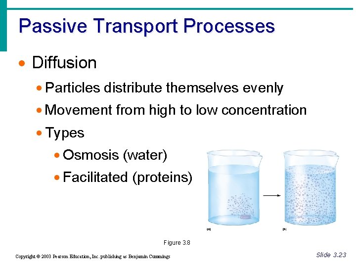 Passive Transport Processes · Diffusion · Particles distribute themselves evenly · Movement from high