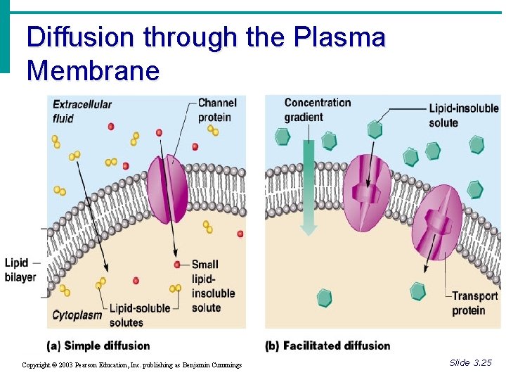 Diffusion through the Plasma Membrane Copyright © 2003 Pearson Education, Inc. publishing as Benjamin