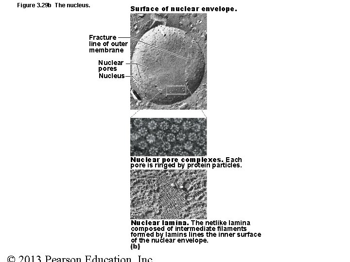 Figure 3. 29 b The nucleus. Surface of nuclear envelope. Fracture line of outer