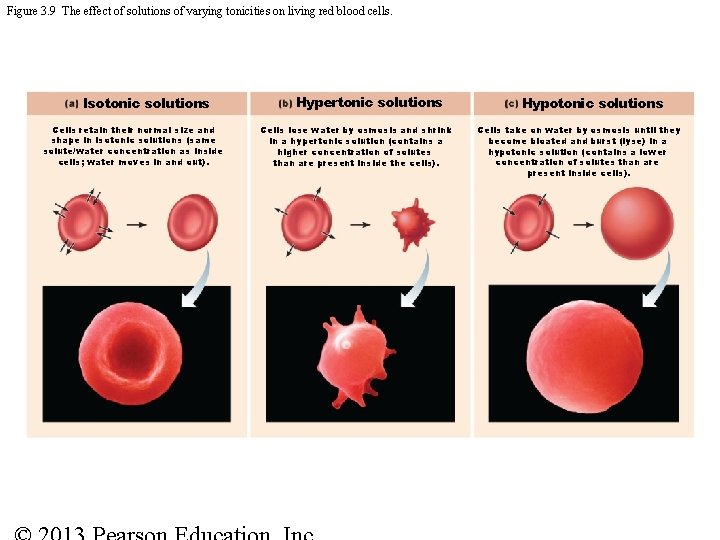 Figure 3. 9 The effect of solutions of varying tonicities on living red blood