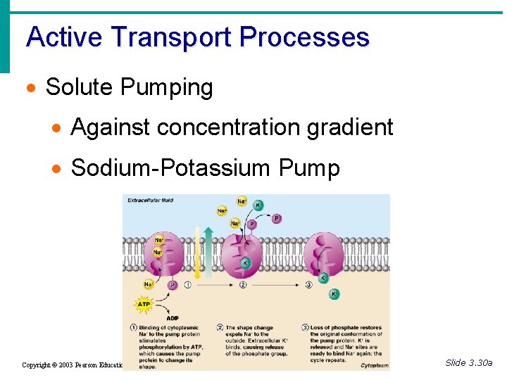 Active Transport Processes · Solute Pumping · Against concentration gradient · Sodium-Potassium Pump Copyright