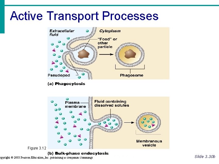 Active Transport Processes Figure 3. 12 opyright © 2003 Pearson Education, Inc. publishing as