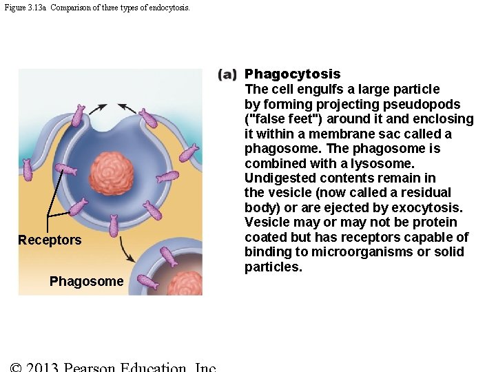 Figure 3. 13 a Comparison of three types of endocytosis. Receptors Phagosome Phagocytosis The