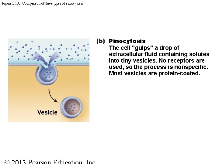 Figure 3. 13 b Comparison of three types of endocytosis. Pinocytosis The cell "gulps"