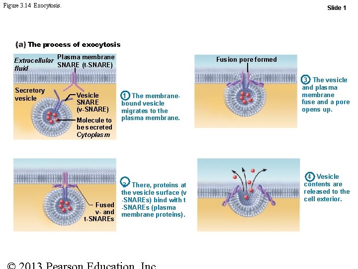 Figure 3. 14 Exocytosis. Slide 1 The process of exocytosis Plasma membrane Extracellular SNARE