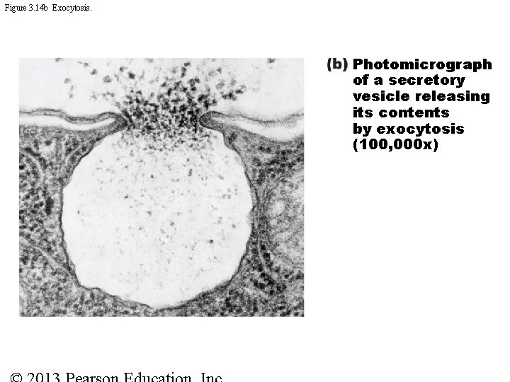 Figure 3. 14 b Exocytosis. Photomicrograph of a secretory vesicle releasing its contents by