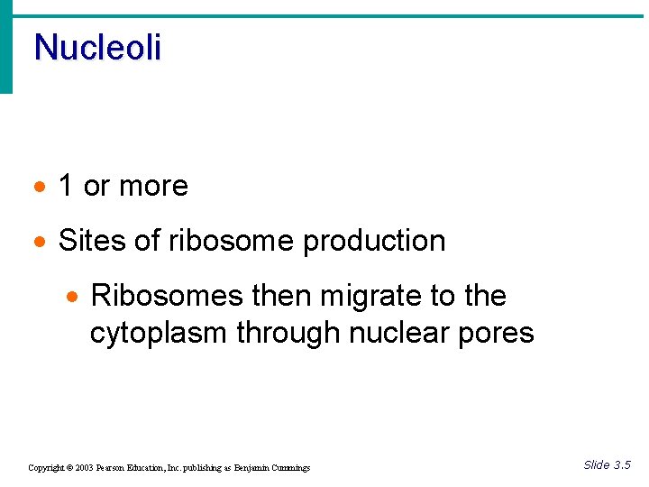 Nucleoli · 1 or more · Sites of ribosome production · Ribosomes then migrate
