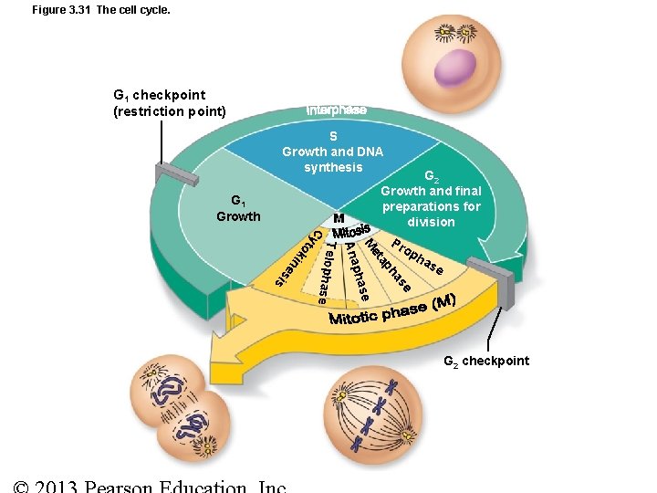 Figure 3. 31 The cell cycle. G 1 checkpoint (restriction point) S Growth and