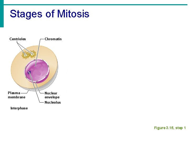 Stages of Mitosis Centrioles Chromatin Plasma membrane Nuclear envelope Nucleolus Interphase Figure 3. 15,