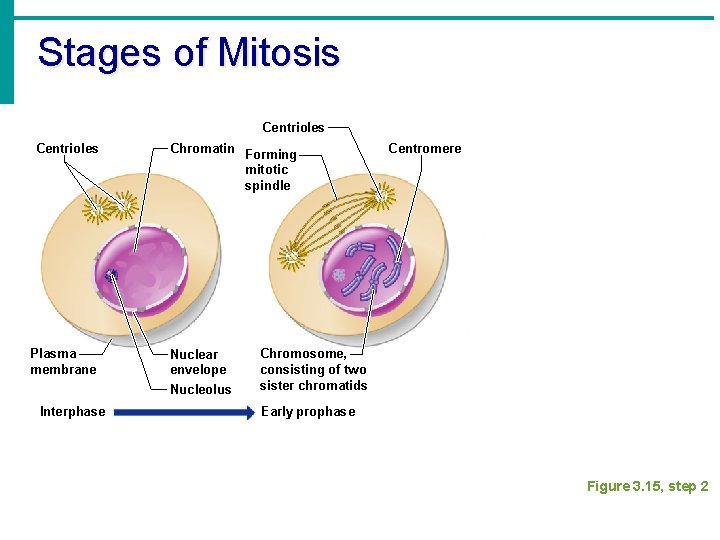 Stages of Mitosis Centrioles Plasma membrane Interphase Chromatin Forming mitotic spindle Nuclear envelope Nucleolus
