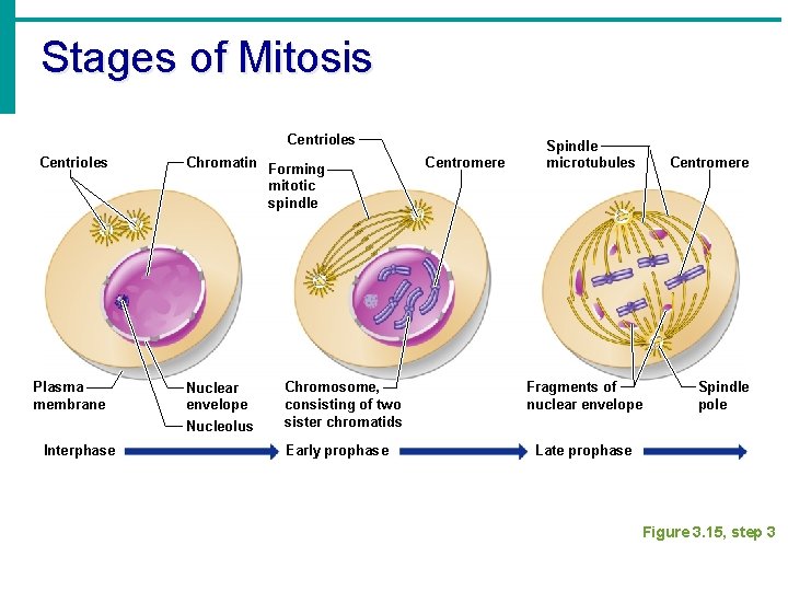 Stages of Mitosis Centrioles Plasma membrane Interphase Chromatin Forming mitotic spindle Nuclear envelope Nucleolus