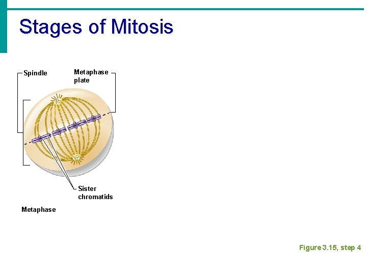 Stages of Mitosis Spindle Metaphase plate Sister chromatids Metaphase Figure 3. 15, step 4