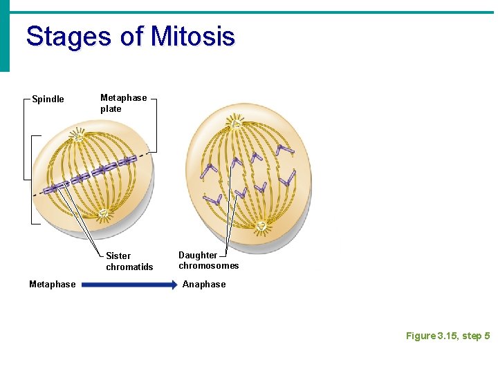 Stages of Mitosis Spindle Metaphase plate Sister chromatids Metaphase Daughter chromosomes Anaphase Figure 3.