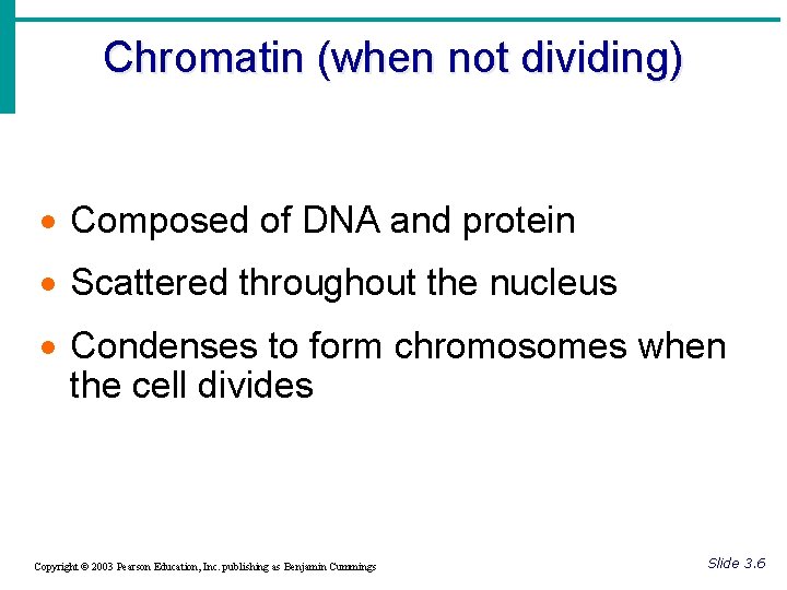 Chromatin (when not dividing) · Composed of DNA and protein · Scattered throughout the