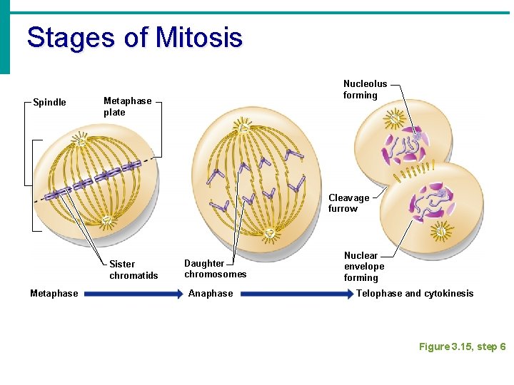 Stages of Mitosis Spindle Nucleolus forming Metaphase plate Cleavage furrow Sister chromatids Metaphase Daughter
