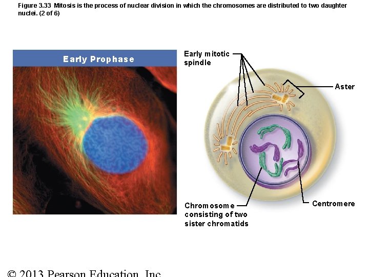 Figure 3. 33 Mitosis is the process of nuclear division in which the chromosomes