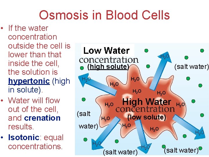 Osmosis in Blood Cells • If the water concentration outside the cell is lower