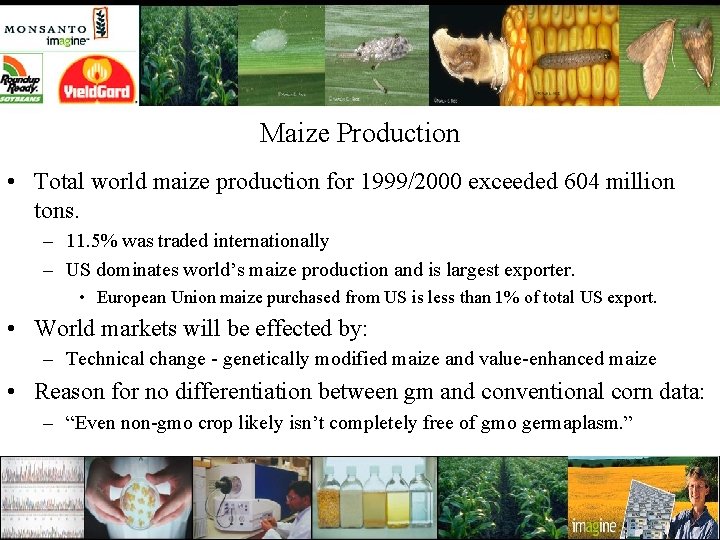 Maize Production • Total world maize production for 1999/2000 exceeded 604 million tons. –