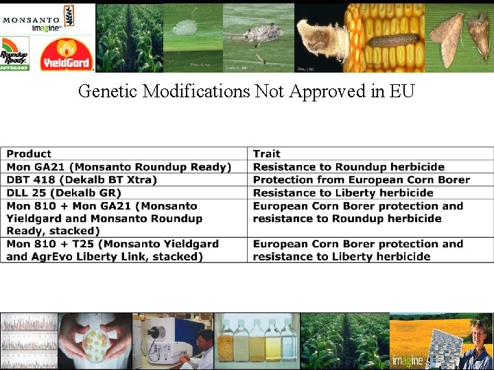 Genetic Modifications Not Approved in EU 