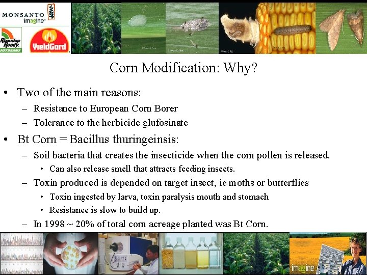 Corn Modification: Why? • Two of the main reasons: – Resistance to European Corn