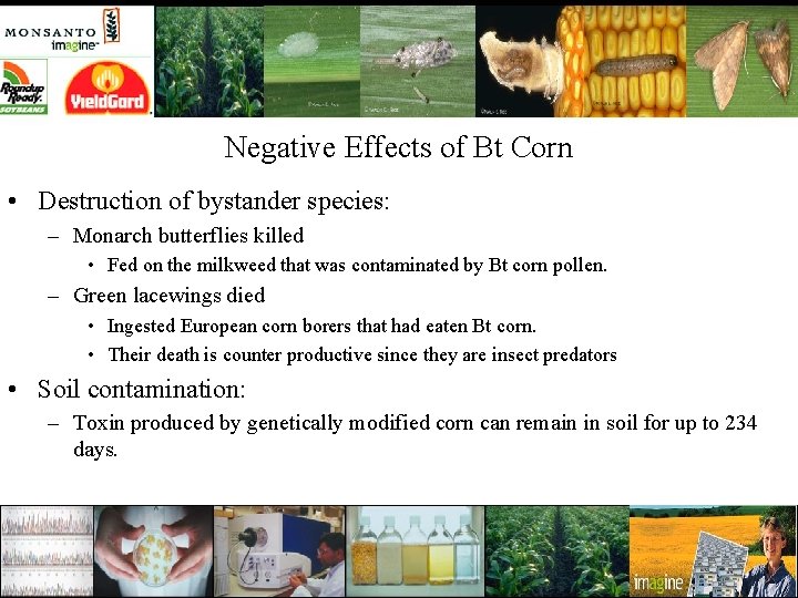 Negative Effects of Bt Corn • Destruction of bystander species: – Monarch butterflies killed