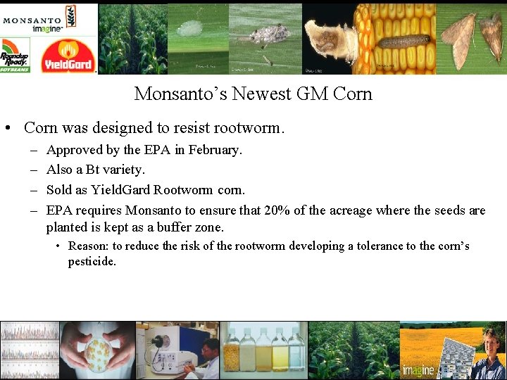 Monsanto’s Newest GM Corn • Corn was designed to resist rootworm. – – Approved