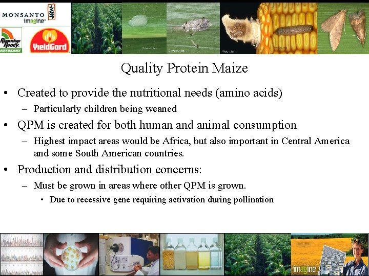 Quality Protein Maize • Created to provide the nutritional needs (amino acids) – Particularly
