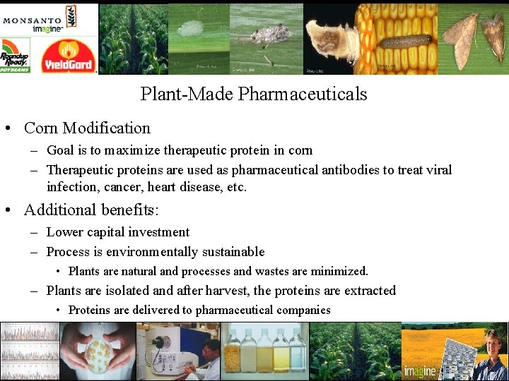 Plant-Made Pharmaceuticals • Corn Modification – Goal is to maximize therapeutic protein in corn