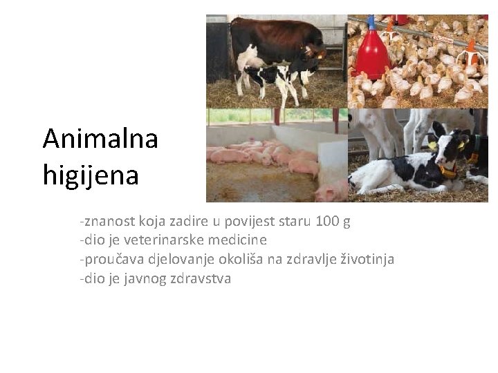 Animalna higijena -znanost koja zadire u povijest staru 100 g -dio je veterinarske medicine