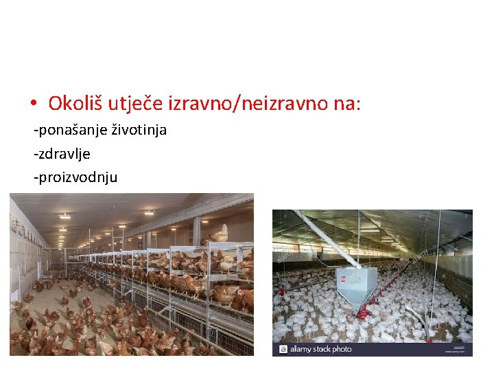  • Okoliš utječe izravno/neizravno na: -ponašanje životinja -zdravlje -proizvodnju 