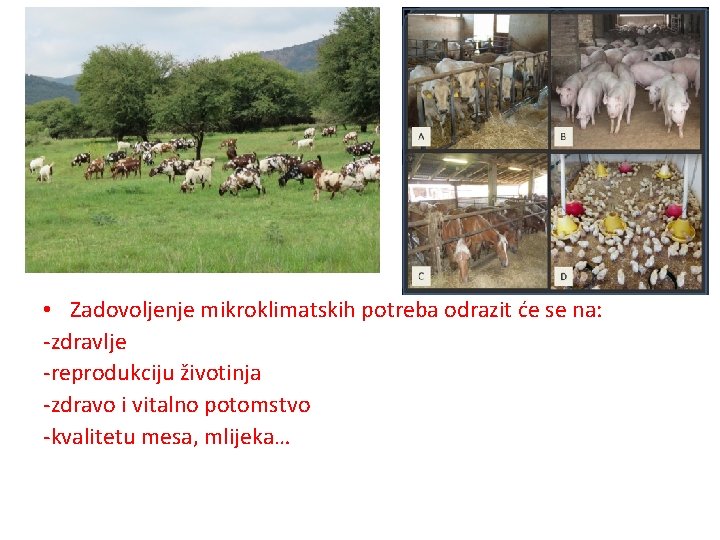  • Zadovoljenje mikroklimatskih potreba odrazit će se na: -zdravlje -reprodukciju životinja -zdravo i