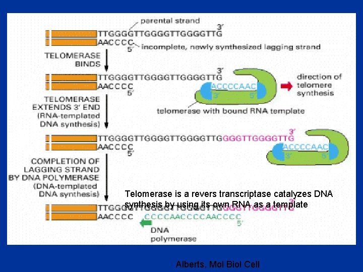 Telomerase is a revers transcriptase catalyzes DNA synthesis by using its own RNA as