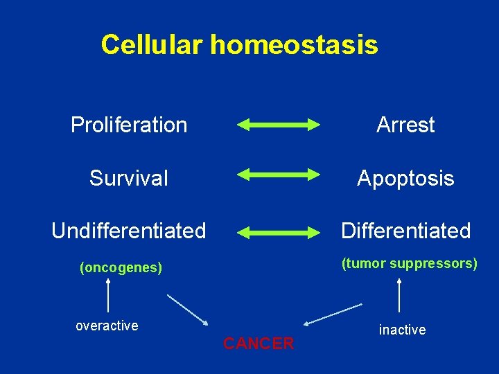 Cellular homeostasis Proliferation Arrest Survival Apoptosis Undifferentiated Differentiated (tumor suppressors) (oncogenes) overactive CANCER inactive