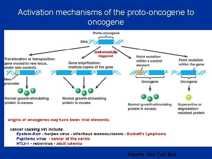 Activation mechanisms of the proto-oncogene to oncogene Alberts, Mol Cell Biol 