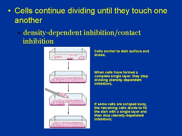  • Cells continue dividing until they touch one another = density-dependent inhibition/contact inhibition