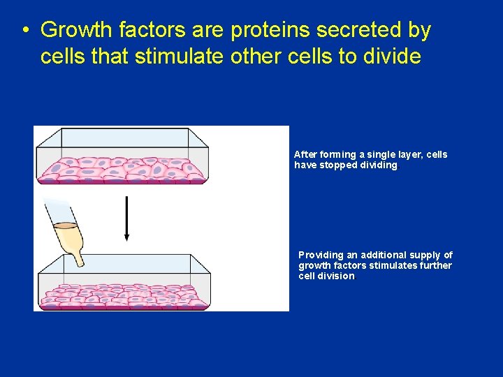 • Growth factors are proteins secreted by cells that stimulate other cells to