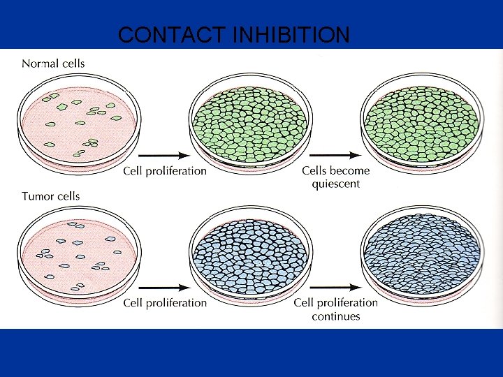 CONTACT INHIBITION 