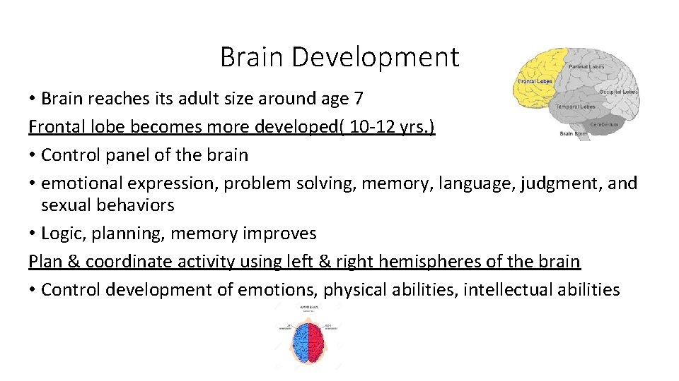 Brain Development • Brain reaches its adult size around age 7 Frontal lobe becomes