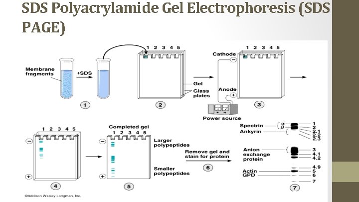 SDS Polyacrylamide Gel Electrophoresis (SDS PAGE) 