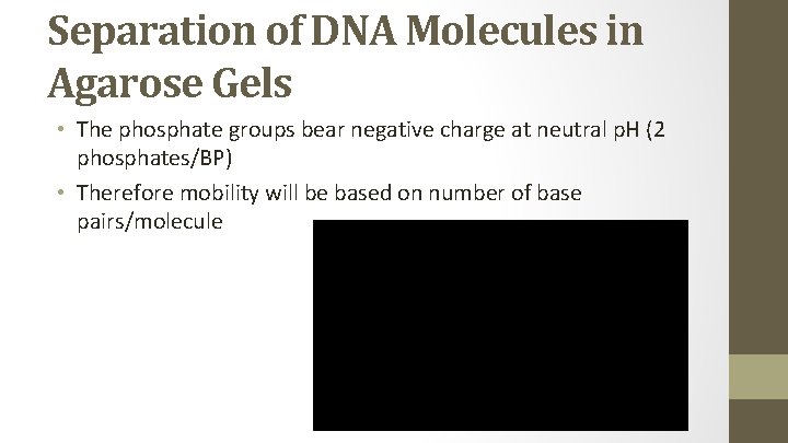 Separation of DNA Molecules in Agarose Gels • The phosphate groups bear negative charge