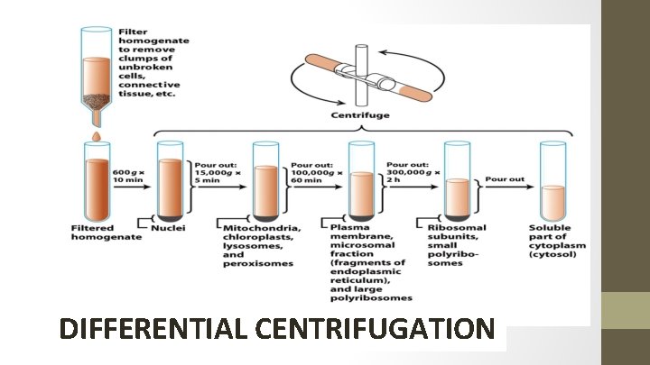 DIFFERENTIAL CENTRIFUGATION 