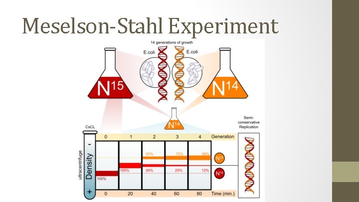 Meselson-Stahl Experiment 